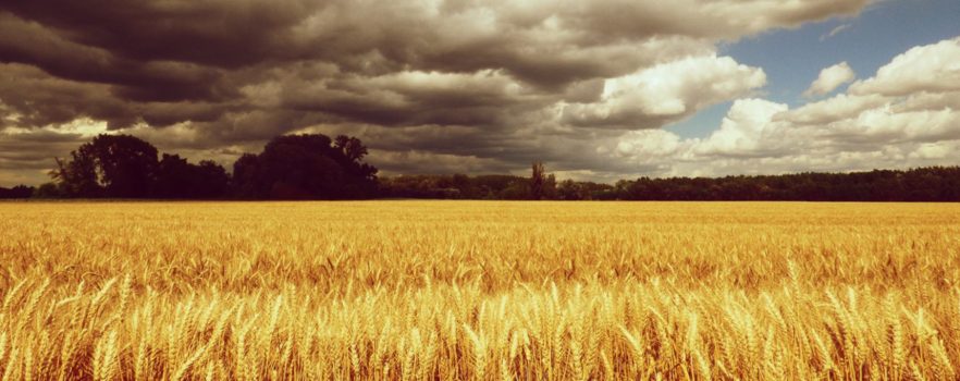 Самое главное о ростках пшеницы